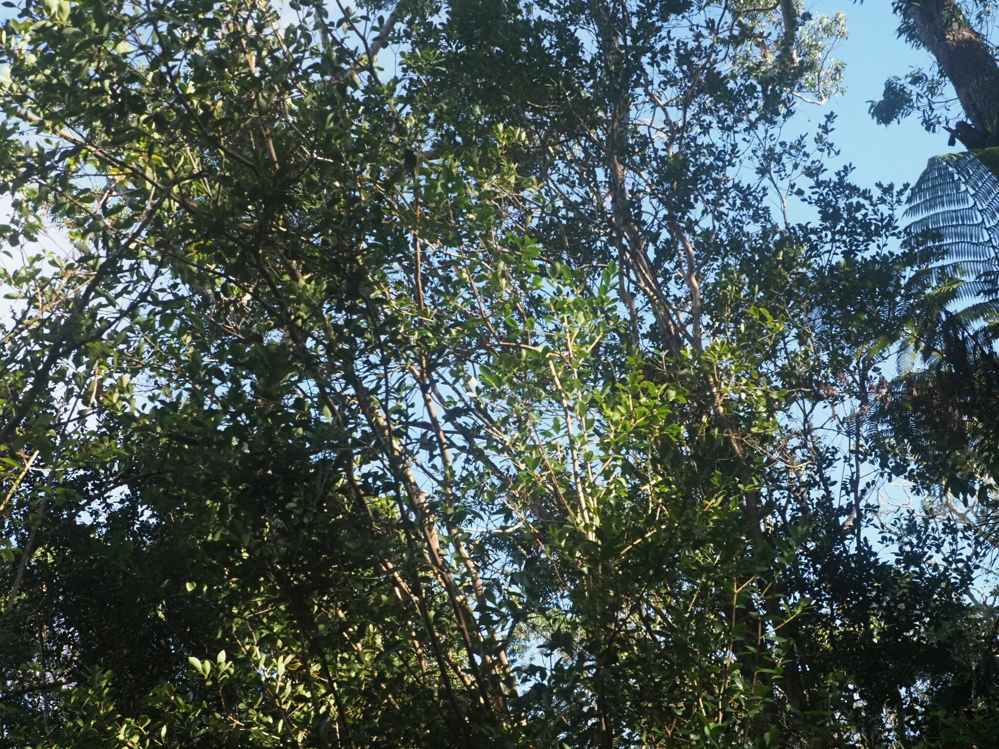 Imagem de Araçá