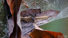 Dendrolycosa