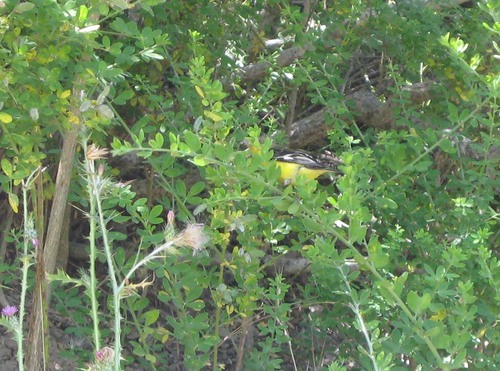 Spinus psaltria