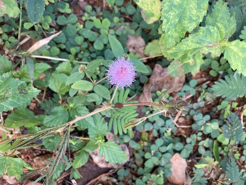 Sensitive Plant
