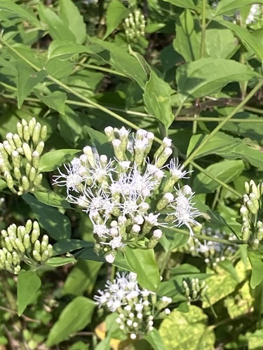 Siam weed