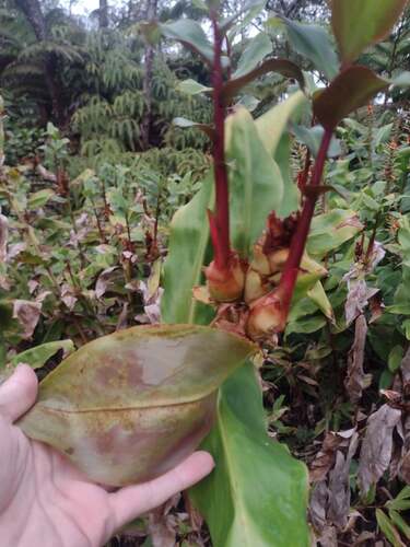 Hedychium greenii, photograph 5