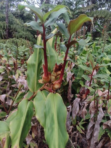 Hedychium greenii, photograph 6