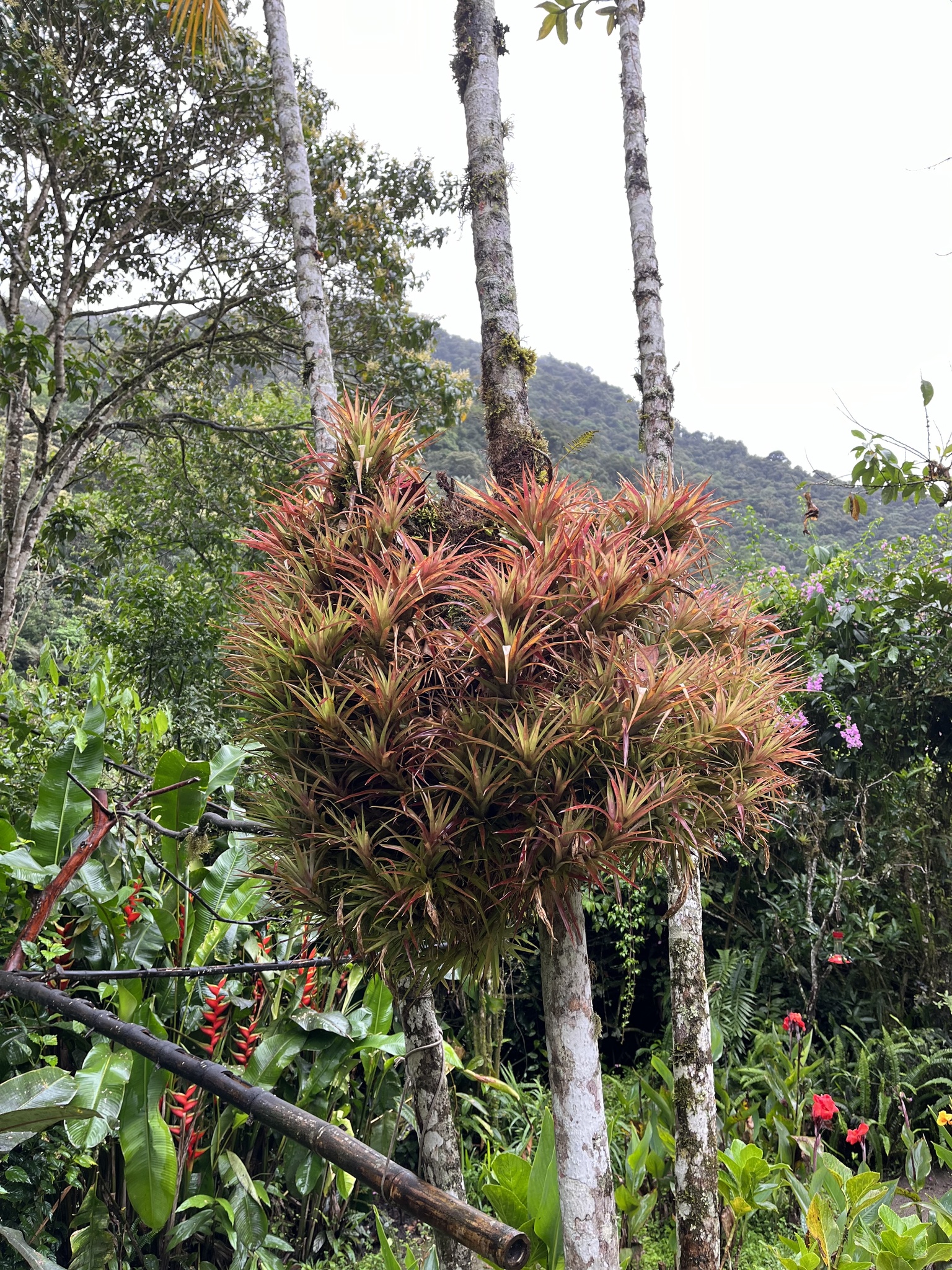 Imagem de Guzmania
