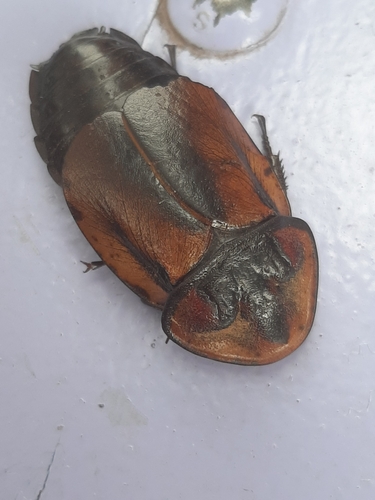 Hiereoblatta cassidea