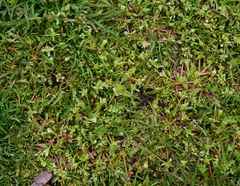 Limnanthes macounii