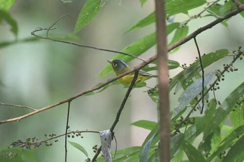 White-spectacled Warbler (Phylloscopus intermedius), photo 2