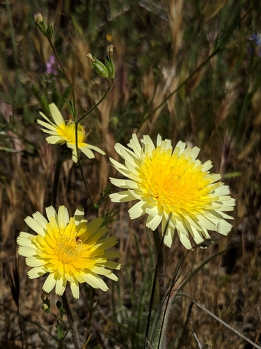 Image of Malacothrix californica by no rights reserved