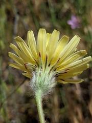 Malacothrix californica