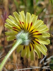 Malacothrix californica
