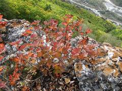 Physocarpus ribesifolia