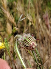 Malacothrix californica