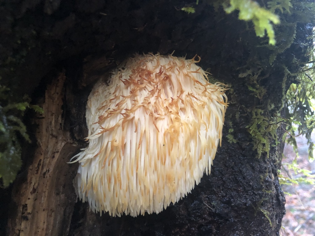 Lion S Mane Mushroom In January 2024 By Mbstevens INaturalist   Large 