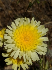 Malacothrix californica