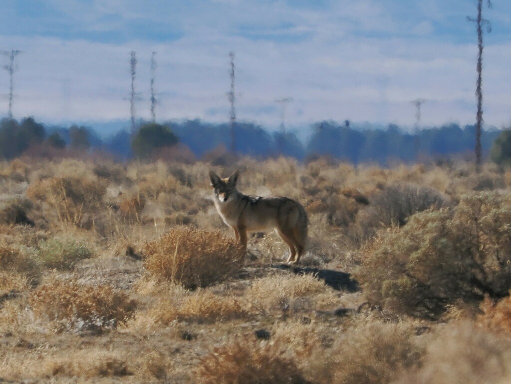 Coyote From Los Angeles County CA USA On January 8 2024 At 12 32 PM   Large 