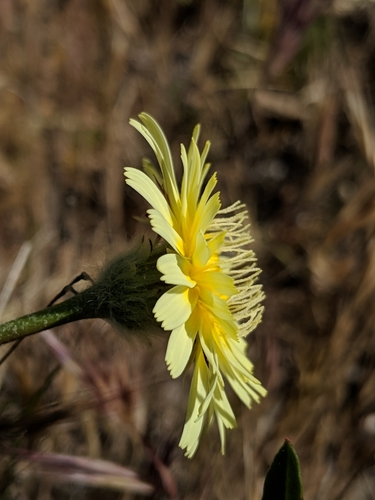 Image of Malacothrix californica by no rights reserved