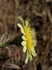 Malacothrix californica