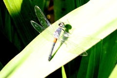 Oligoclada rubribasalis