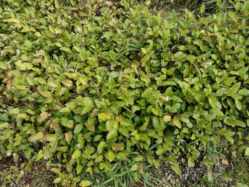 Persicaria chinensis, 2024-01-05