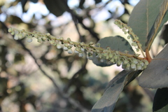 Clethra hartwegii