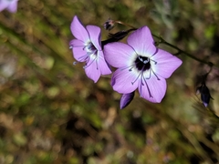 Gilia tenuiflora amplifaucalis