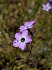 Gilia tenuiflora amplifaucalis