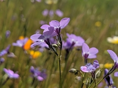 Gilia tenuiflora amplifaucalis