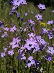 Gilia tenuiflora amplifaucalis