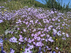 Gilia tenuiflora amplifaucalis