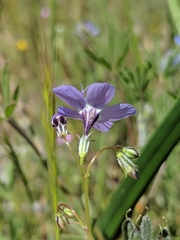 Gilia tenuiflora amplifaucalis