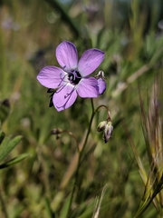 Gilia tenuiflora amplifaucalis