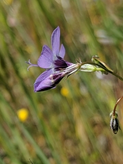 Gilia tenuiflora amplifaucalis