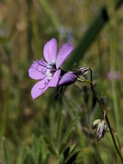 Gilia tenuiflora amplifaucalis