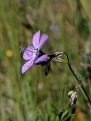Gilia tenuiflora amplifaucalis
