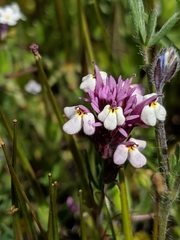 Castilleja densiflora gracilis