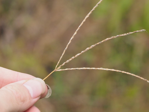 Image of Digitaria eriantha by (c) Kevin Faccenda, some rights reserved (CC BY)
