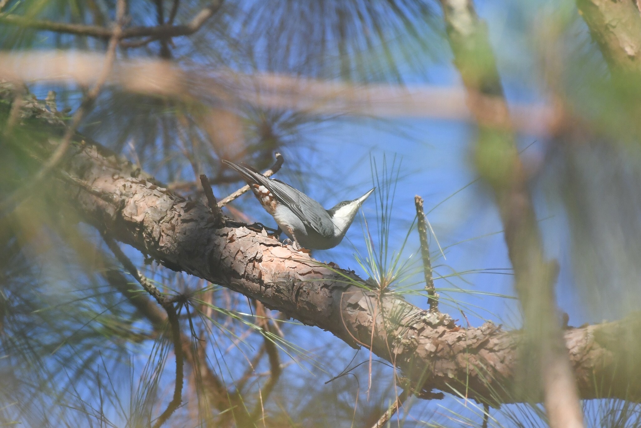 Giant Nuthatch