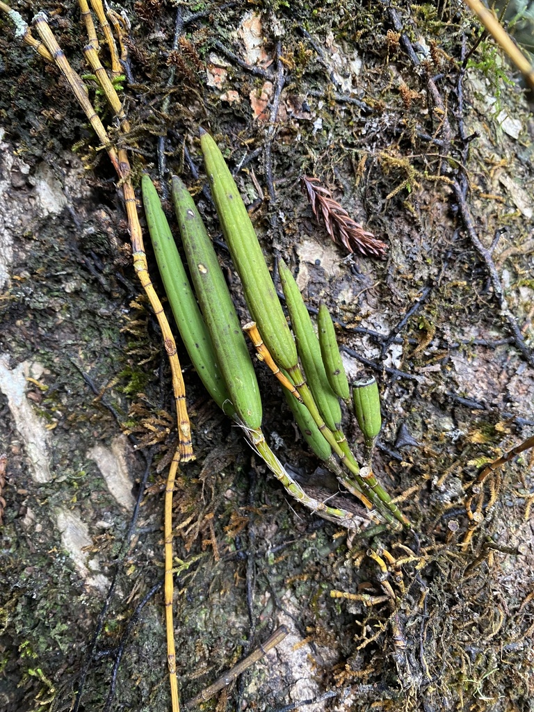 Dendrobium schoeninum