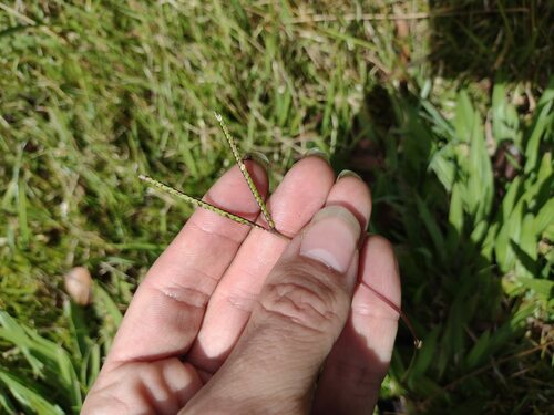 Paspalum minus iNat (3)