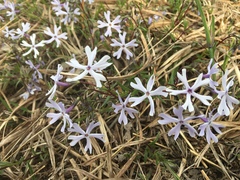 Phlox bifida