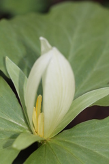 Trillium albidum