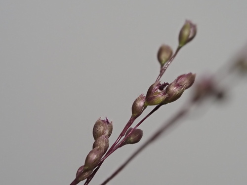 Image of Isachne distichophylla by (c) Kevin Faccenda, some rights reserved (CC BY)
