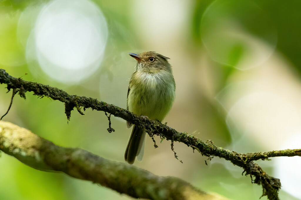 Helmeted Pygmy-tyrant