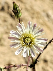 Rafinesquia californica