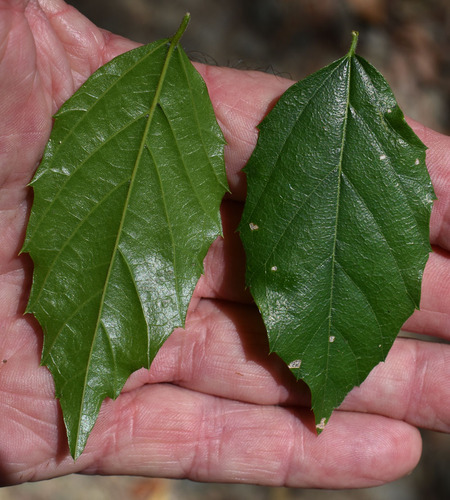Aphananthe philippinensis observed 2023-11-22
