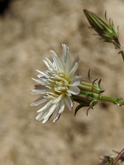 Rafinesquia californica