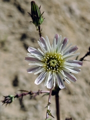 Rafinesquia californica