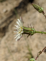 Rafinesquia californica