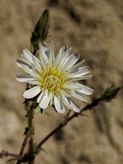 Rafinesquia californica