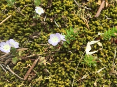 Phacelia dubia